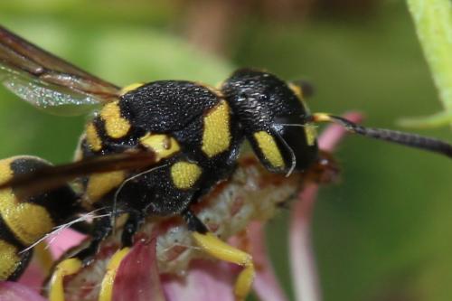 Antepipona sp.